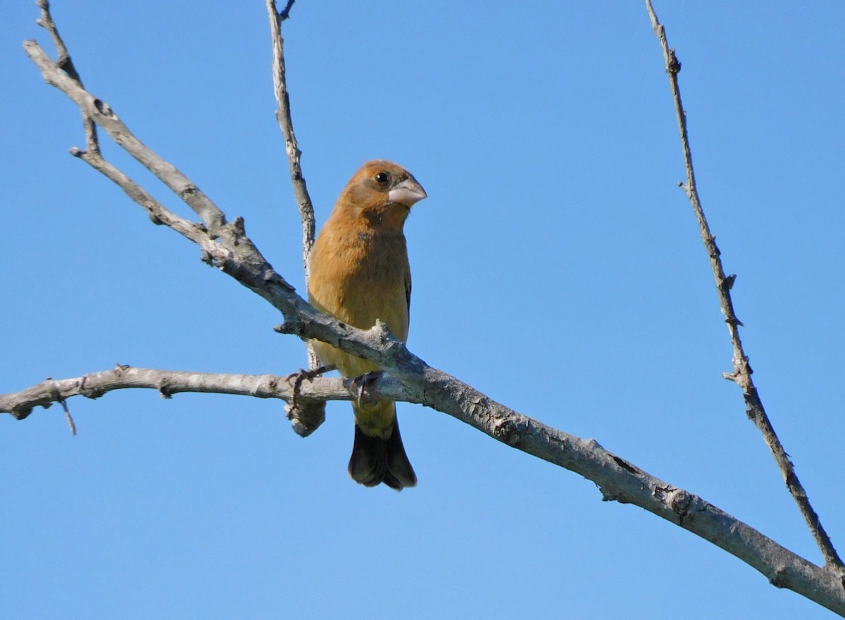 Blue Grosbeak - ML633996531