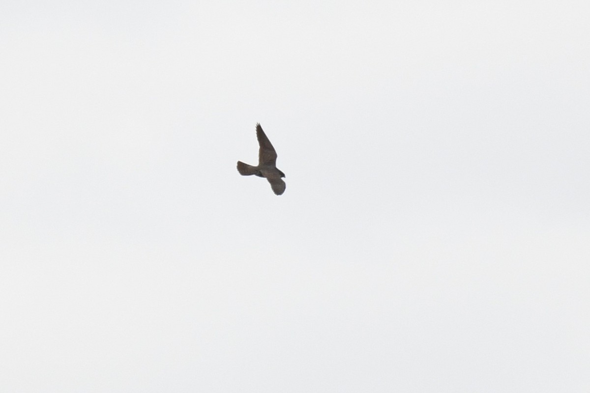 Peregrine Falcon - ML633996717