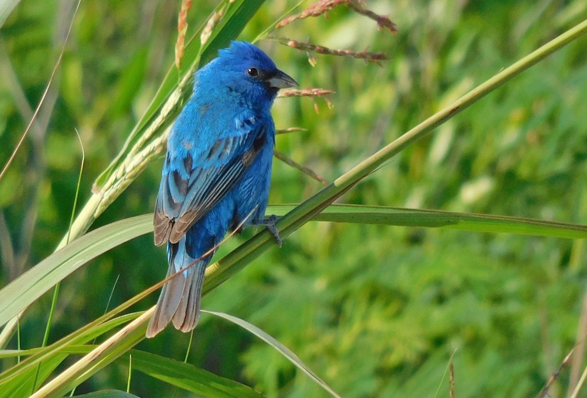 Indigo Bunting - ML633996719