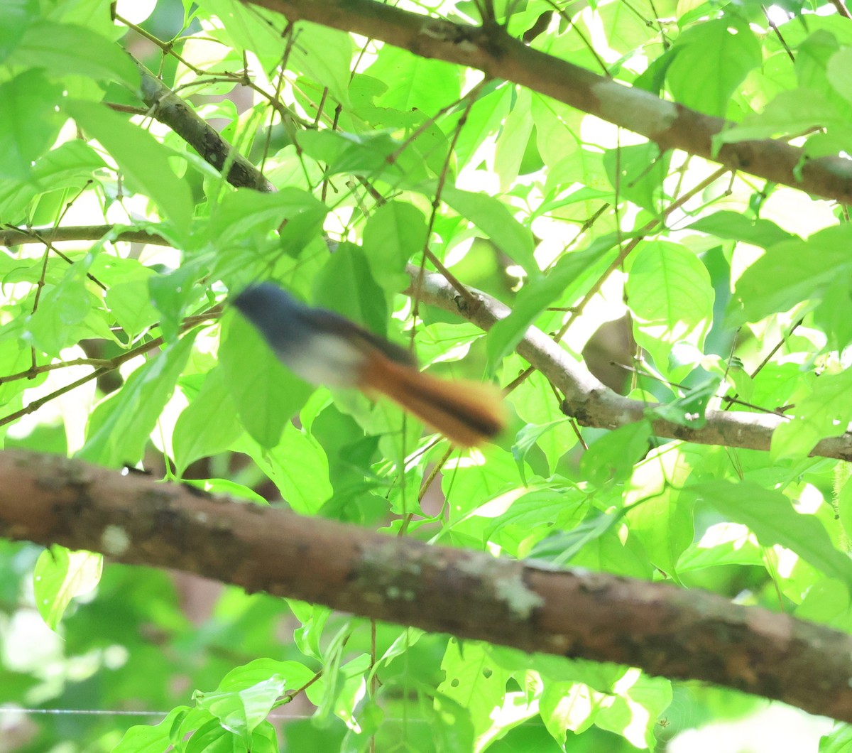 Visayan Fantail - Michele Burnat