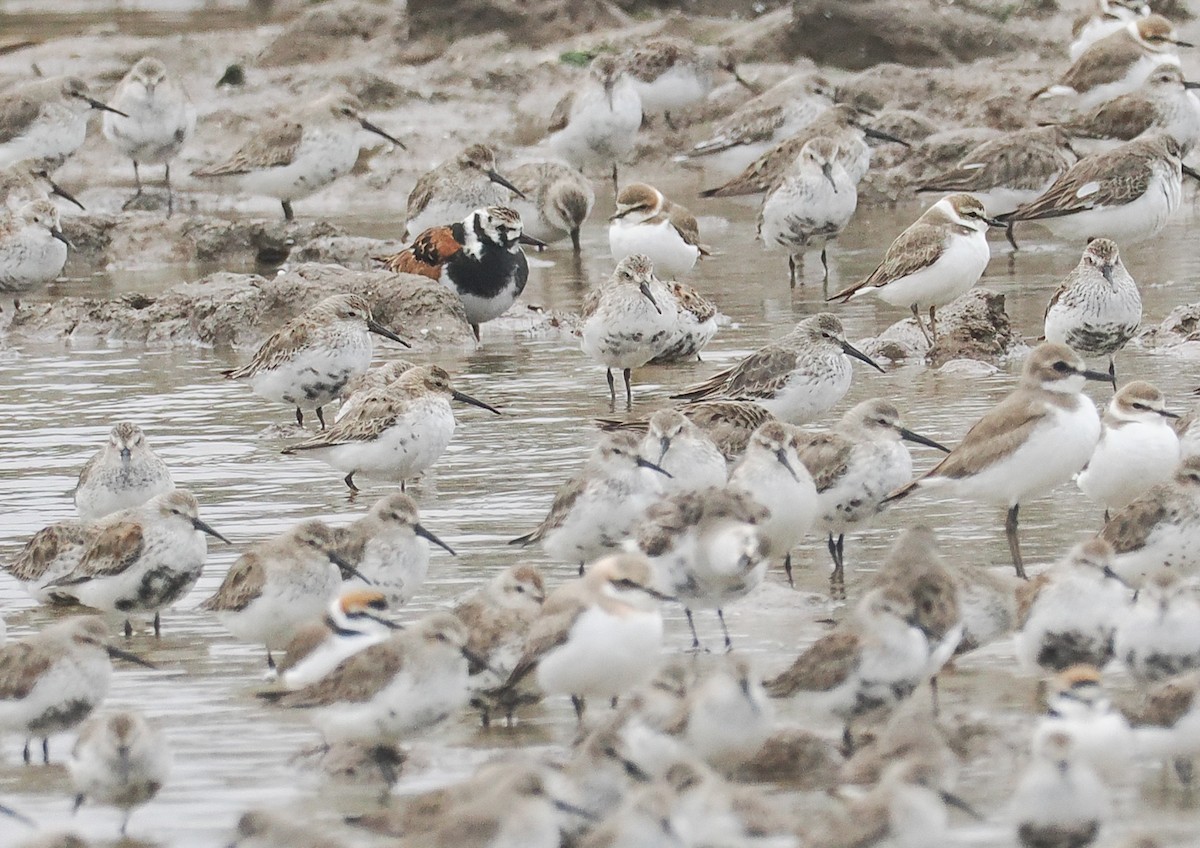Ruddy Turnstone - 浙江 重要鸟讯汇整