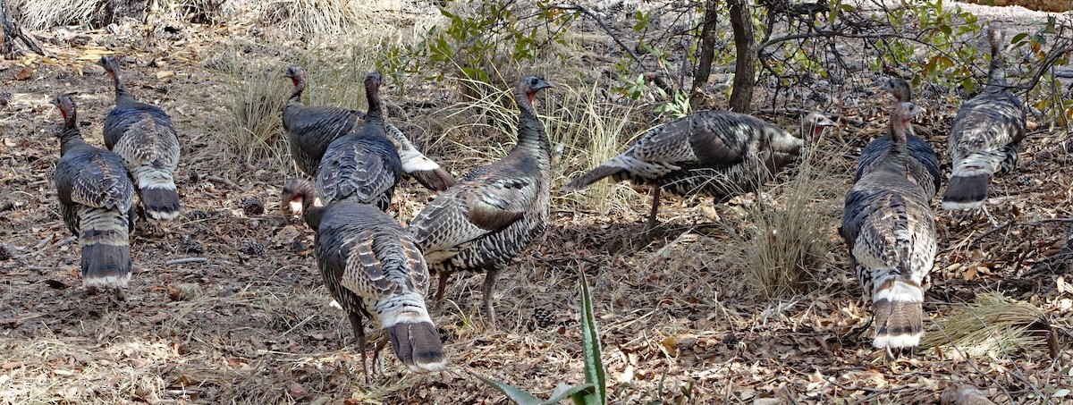 Wild Turkey - ML633996882