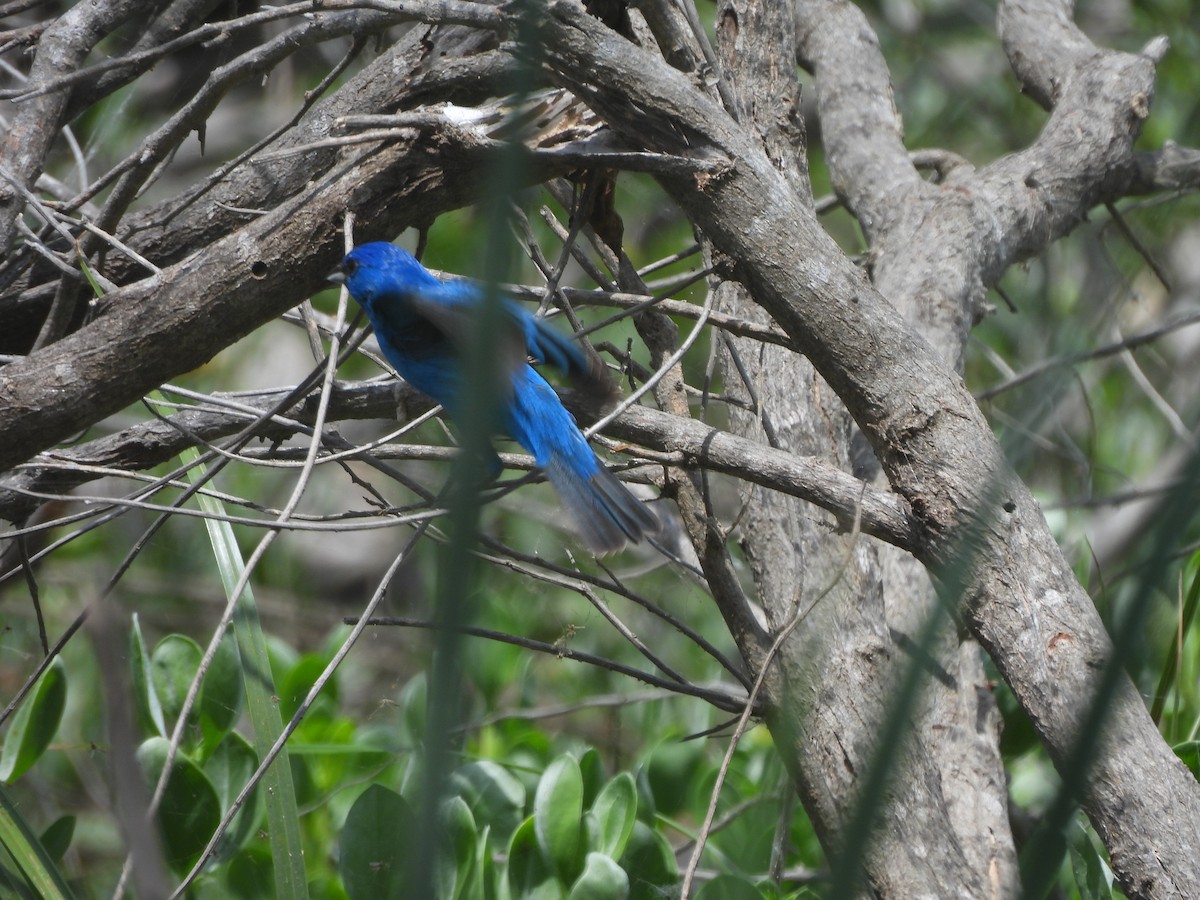Indigo Bunting - ML633996977