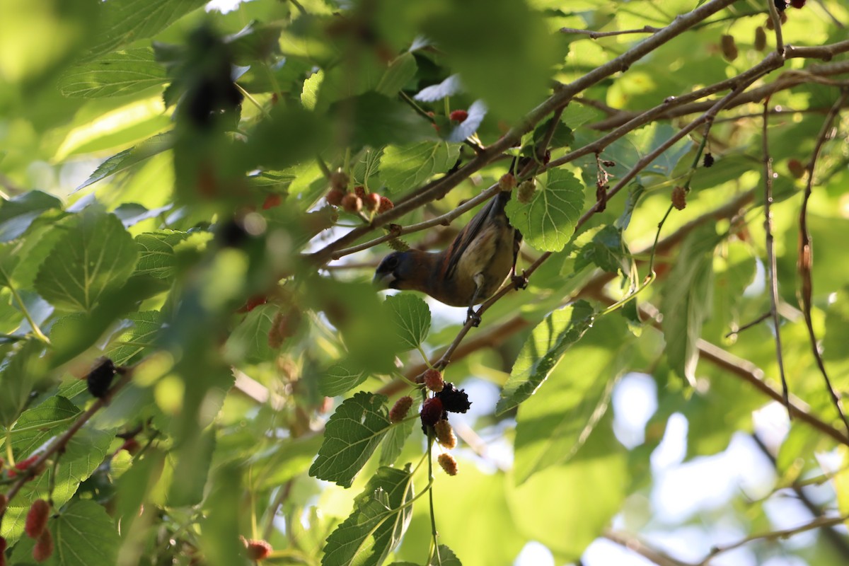 Blue Grosbeak - ML633997065