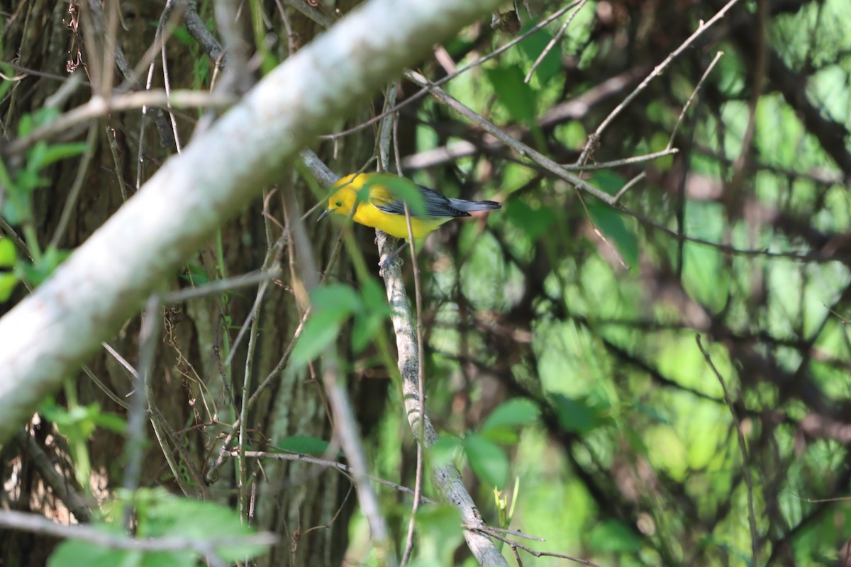 Prothonotary Warbler - ML633997079
