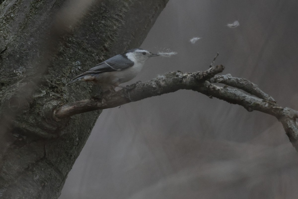 White-breasted Nuthatch - ML633997084