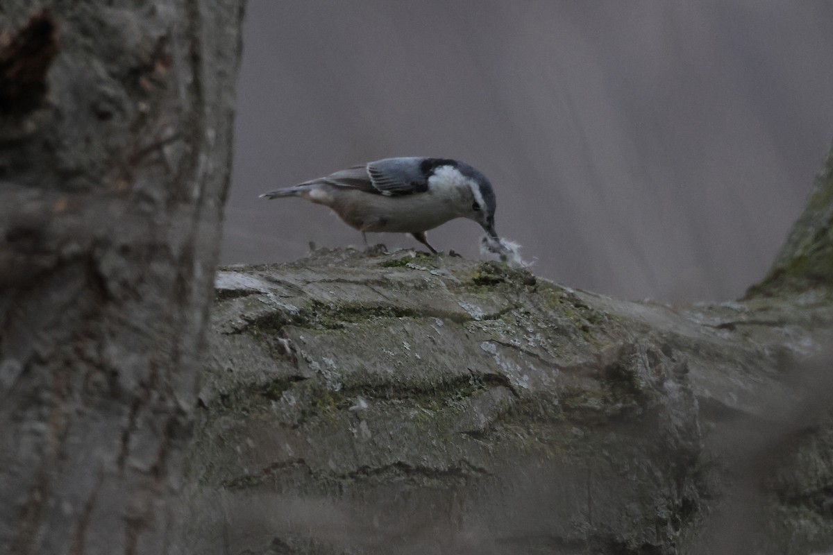 White-breasted Nuthatch - ML633997085