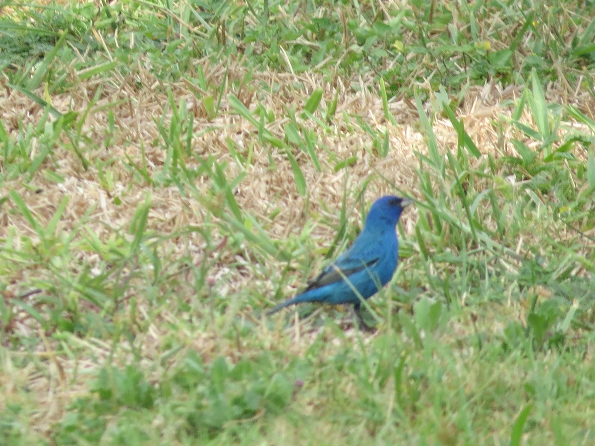 Indigo Bunting - ML633997116