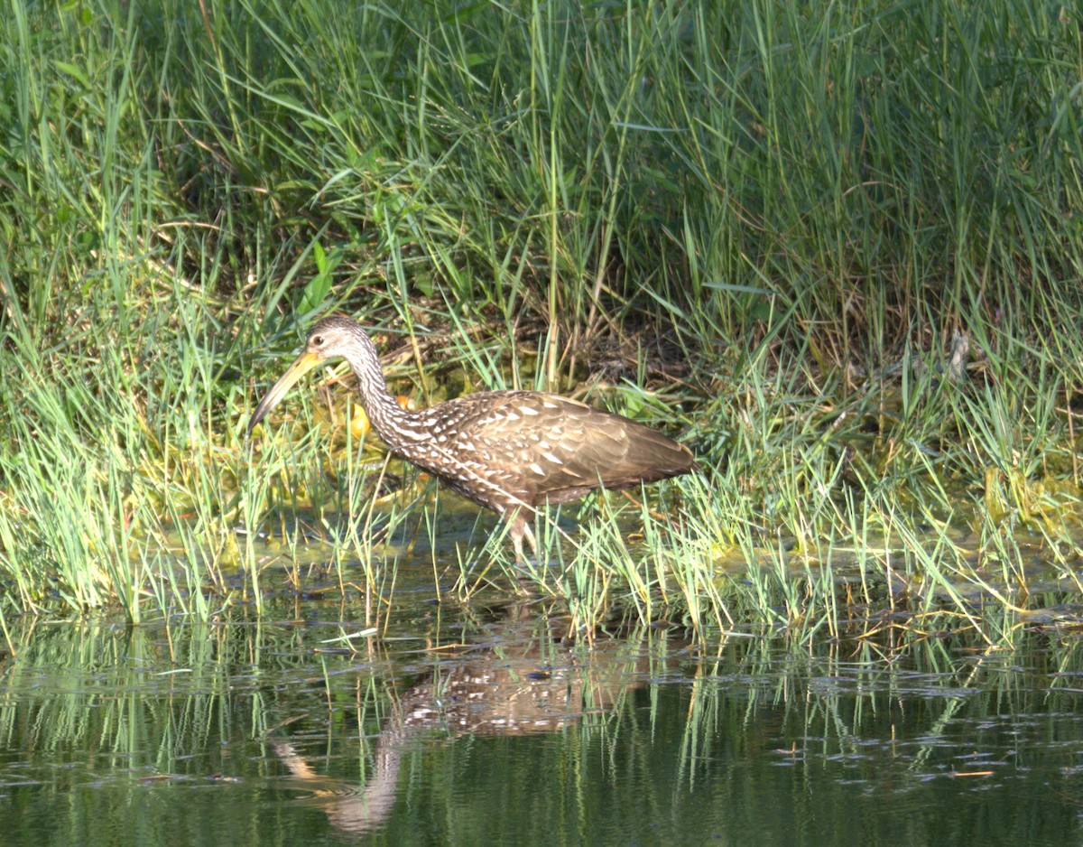 Limpkin - ML633997180