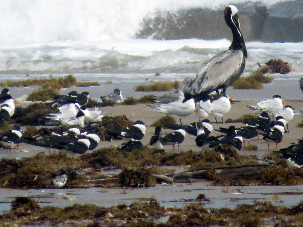 Black Skimmer - ML633997196