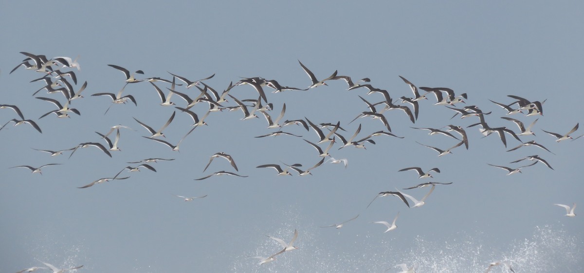 Black Skimmer - ML633997205