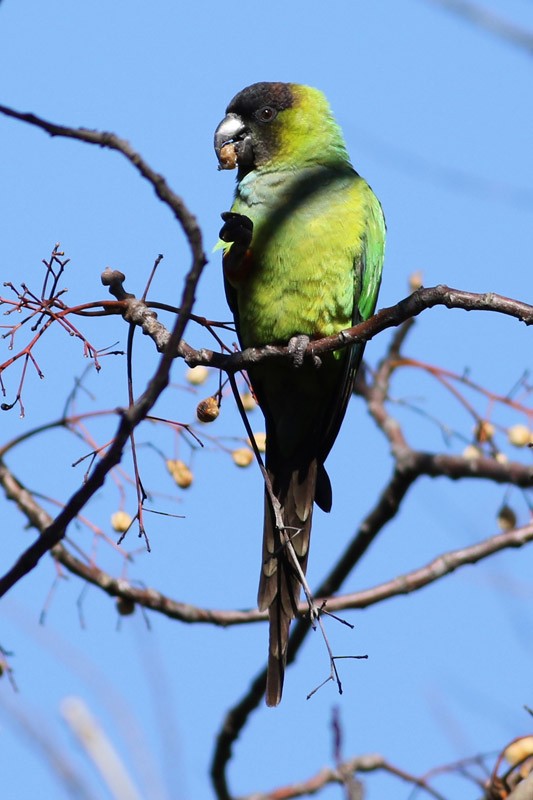 Nanday Parakeet - J. Simón Tagtachian