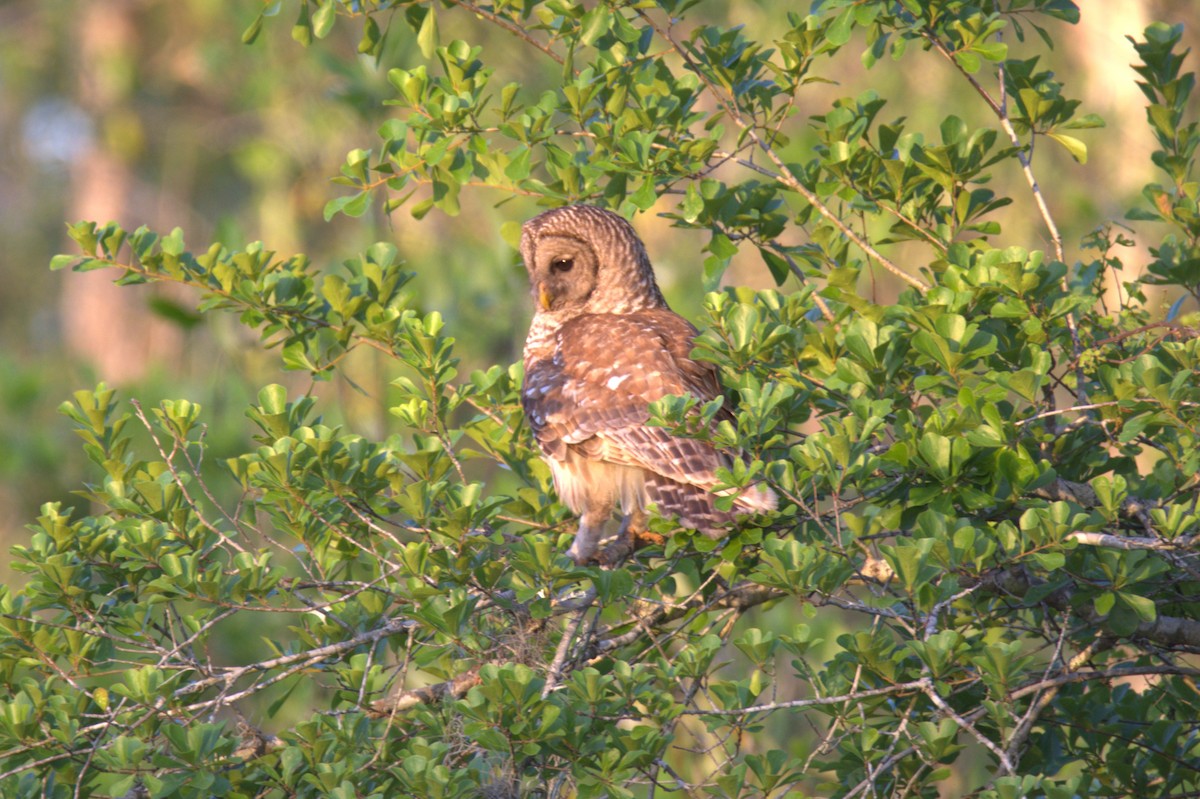 Barred Owl - ML633997210