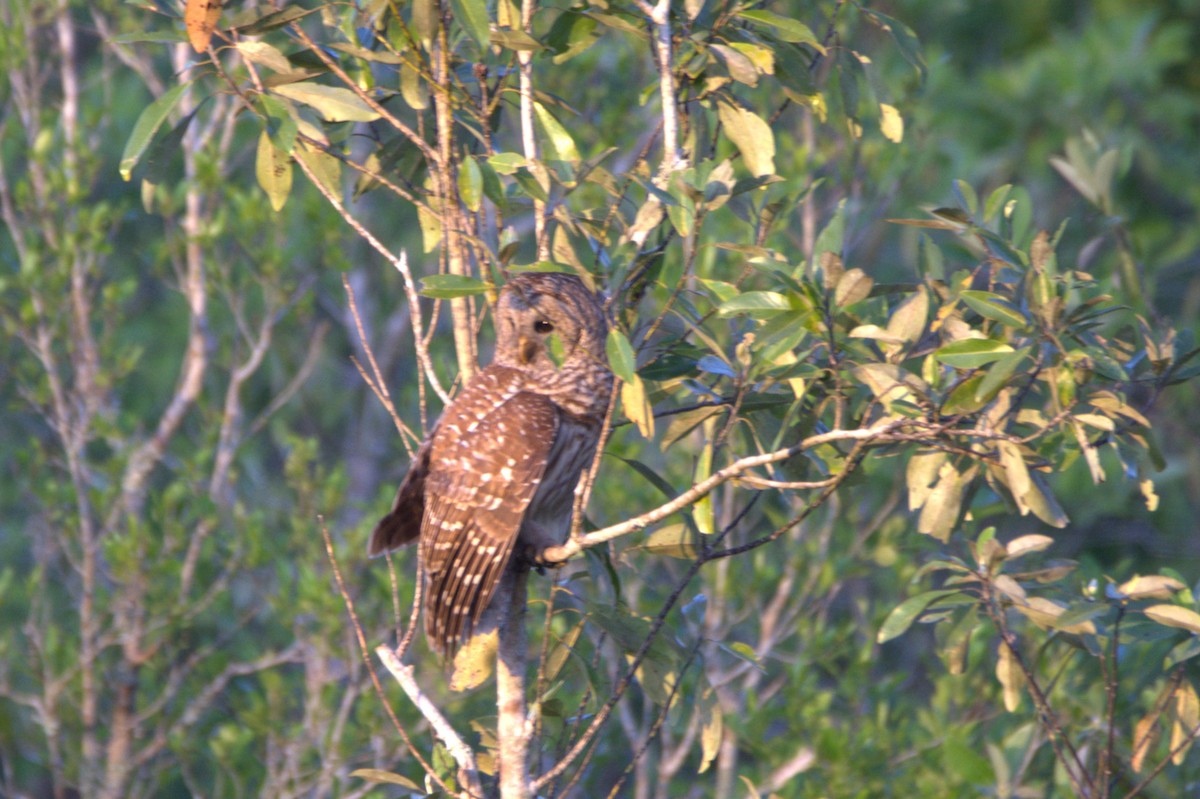 Barred Owl - ML633997222