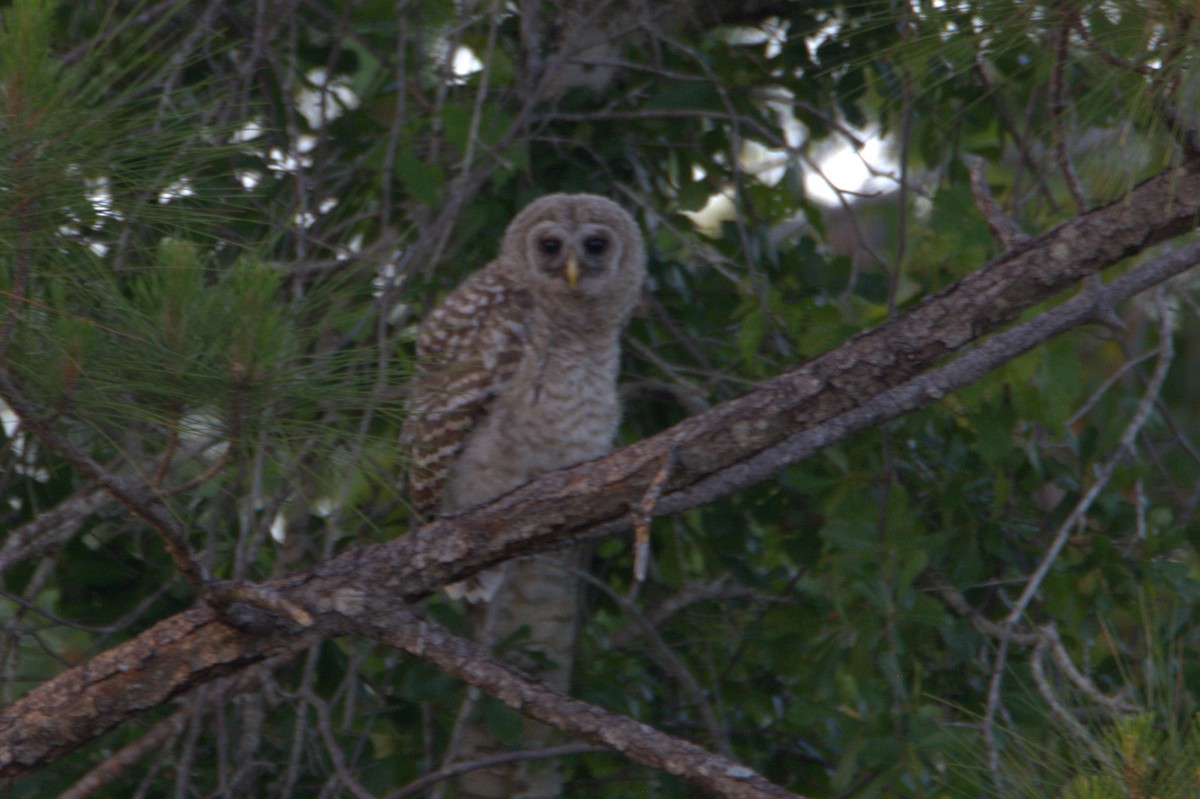 Barred Owl - ML633997233