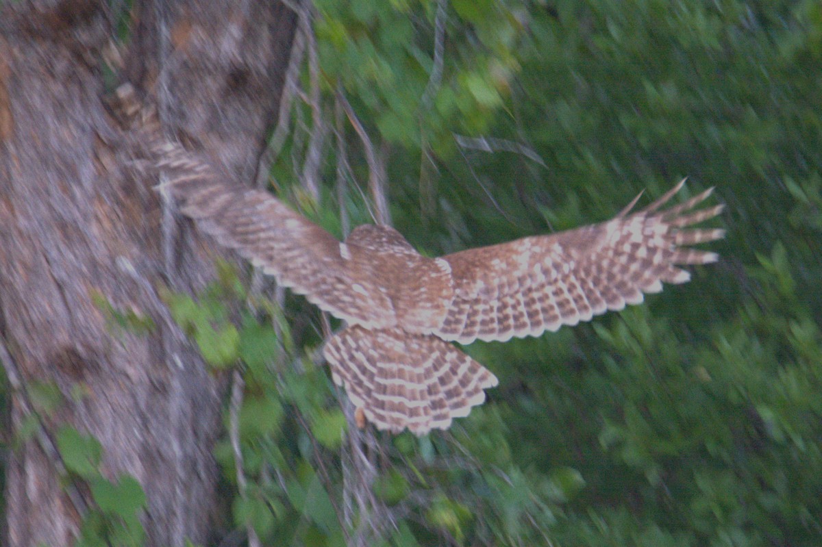 Barred Owl - ML633997240