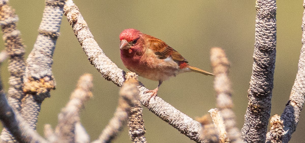 Purple Finch - ML633997249
