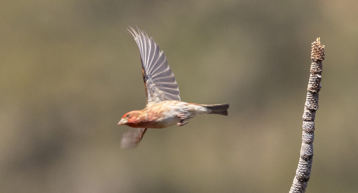 Purple Finch - ML633997250