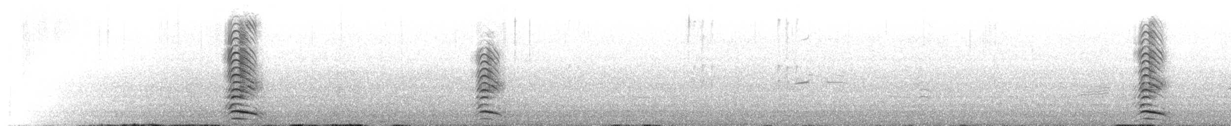 Black-tailed Gull - ML633997267