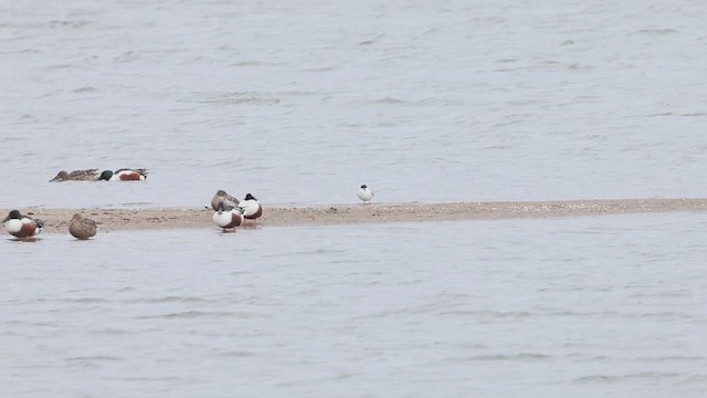 Northern Shoveler - ML633997305