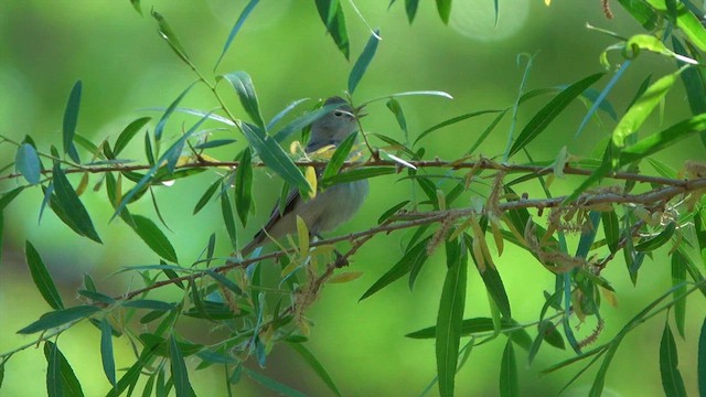 Lucy's Warbler - ML633997315