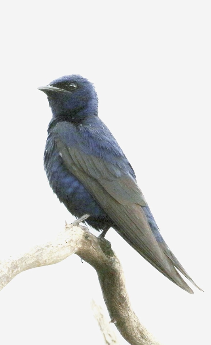 Hirondelle noire (hesperia) - ML633997353