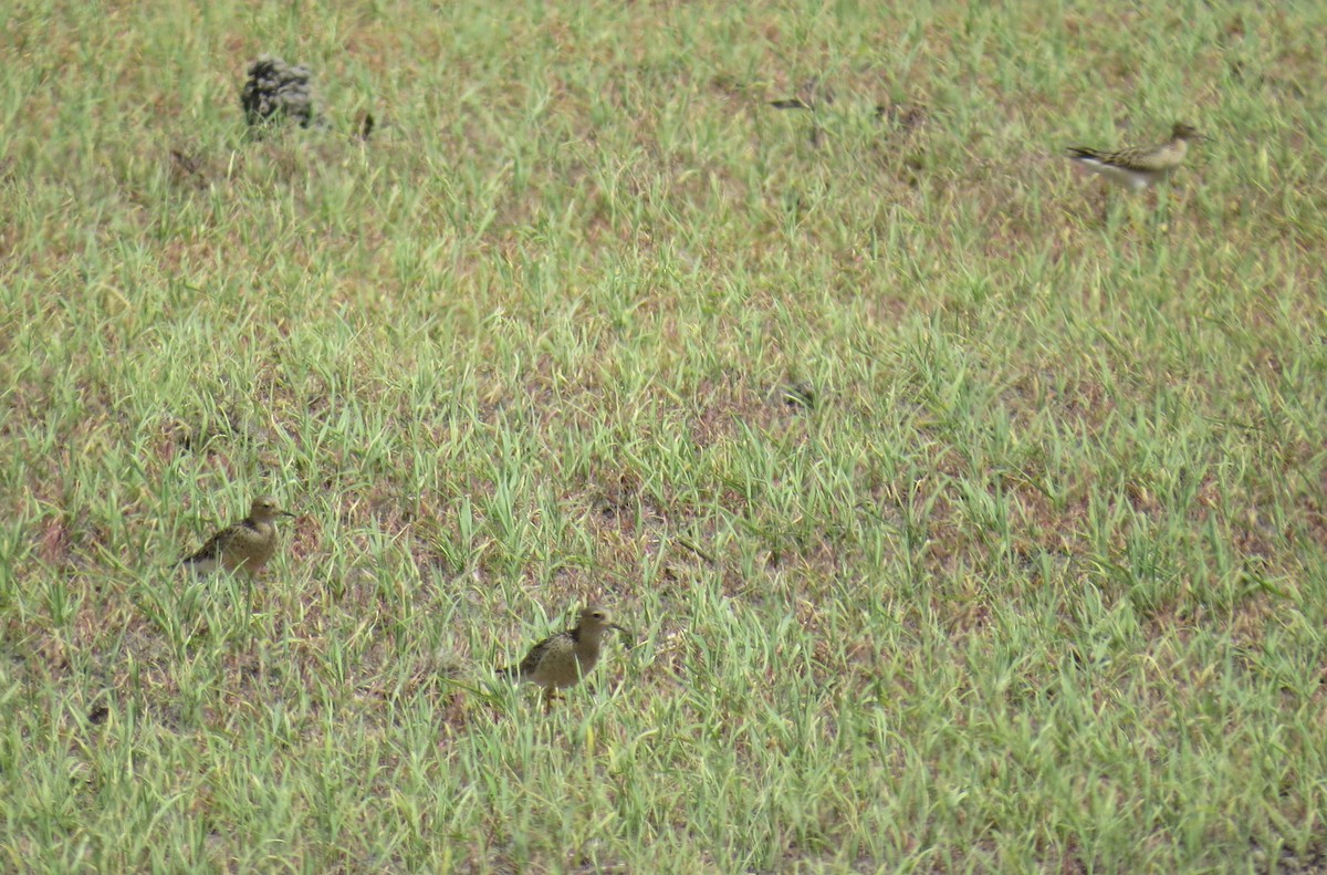 Buff-breasted Sandpiper - ML633997376