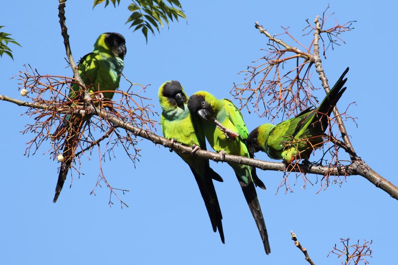 Nanday Parakeet - J. Simón Tagtachian