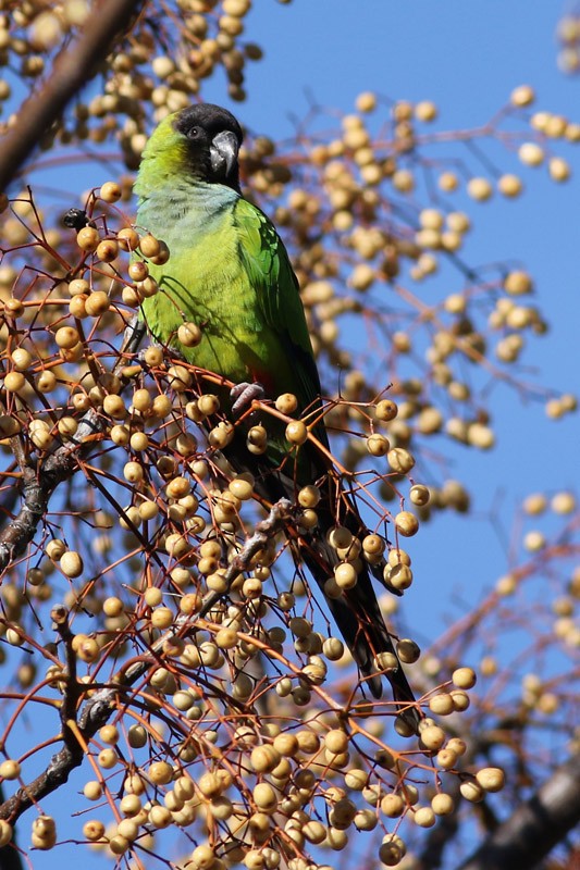 Nanday Parakeet - J. Simón Tagtachian