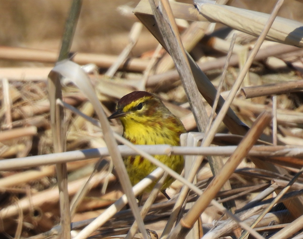 Palm Warbler - ML633997533