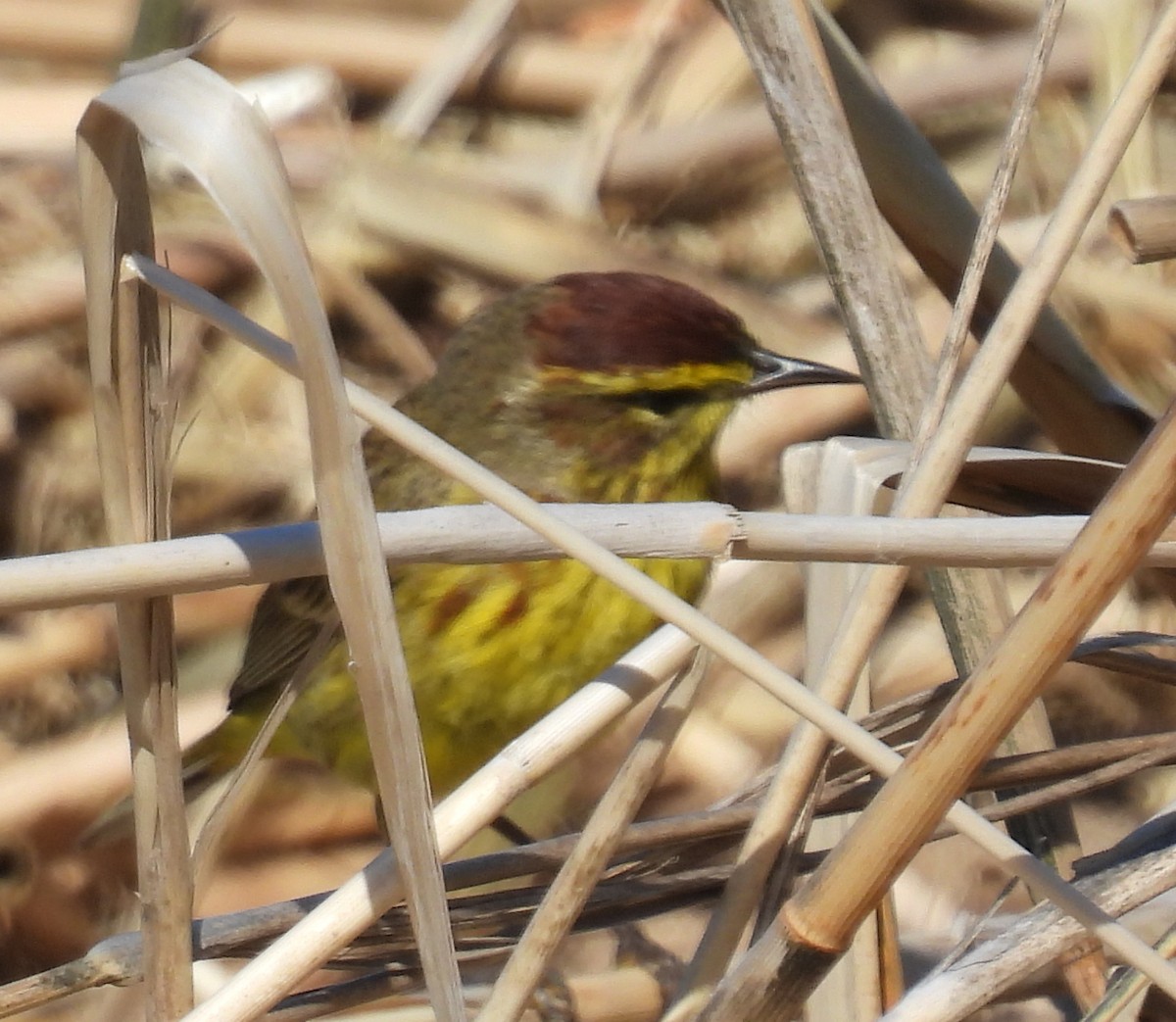 Palm Warbler - ML633997553
