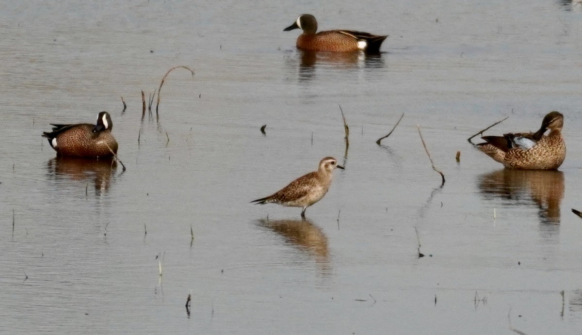 American Golden-Plover - ML633997566