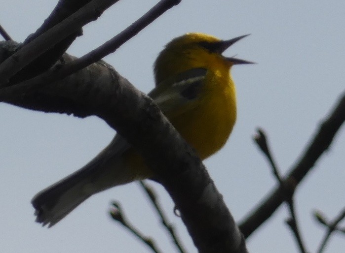 Blue-winged Warbler - ML633997655