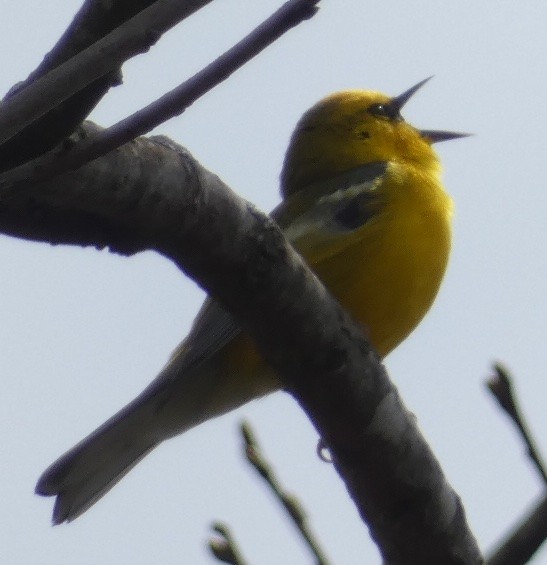 Blue-winged Warbler - ML633997656
