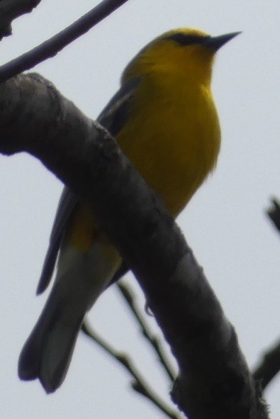 Blue-winged Warbler - ML633997657