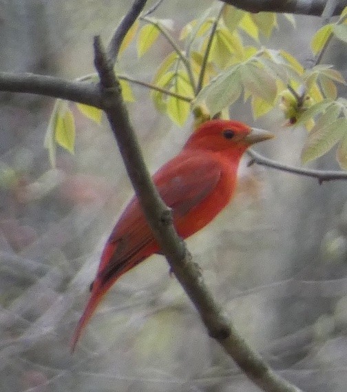 Summer Tanager - ML633997681
