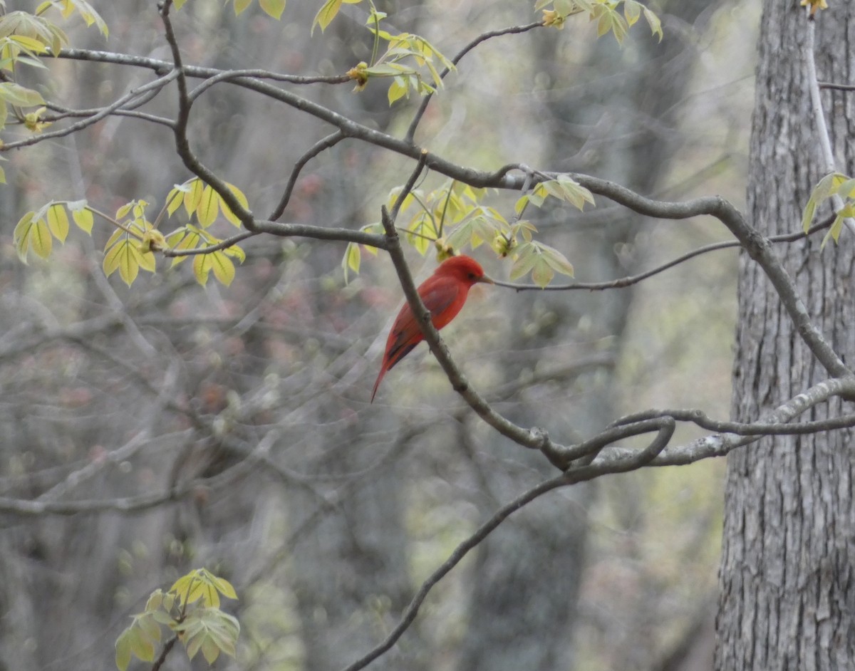Summer Tanager - ML633997682