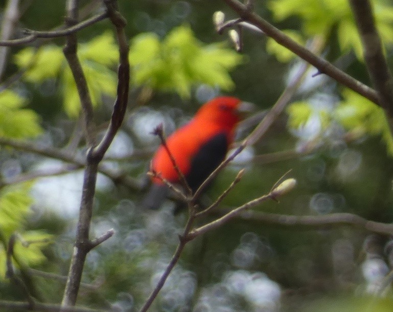 Scarlet Tanager - ML633997688