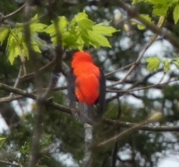 Scarlet Tanager - ML633997689