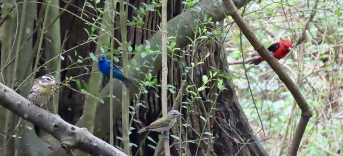 Indigo Bunting - ML633997779