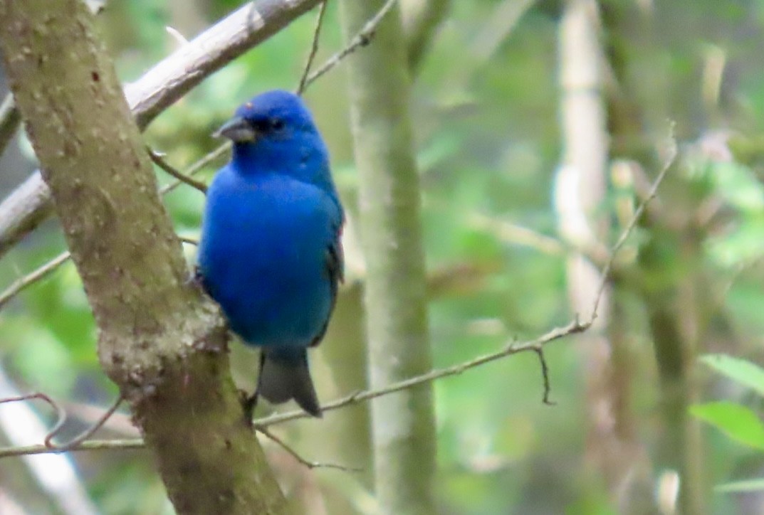 Indigo Bunting - ML633997780