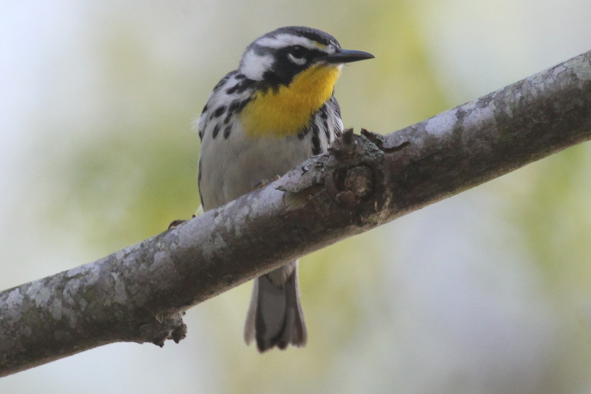Yellow-throated Warbler - ML633997838