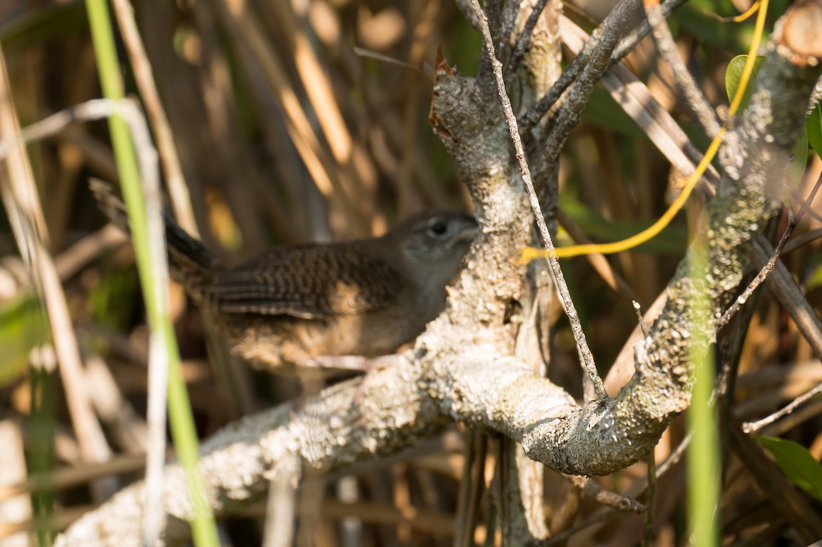 Zapata Wren - ML633997855