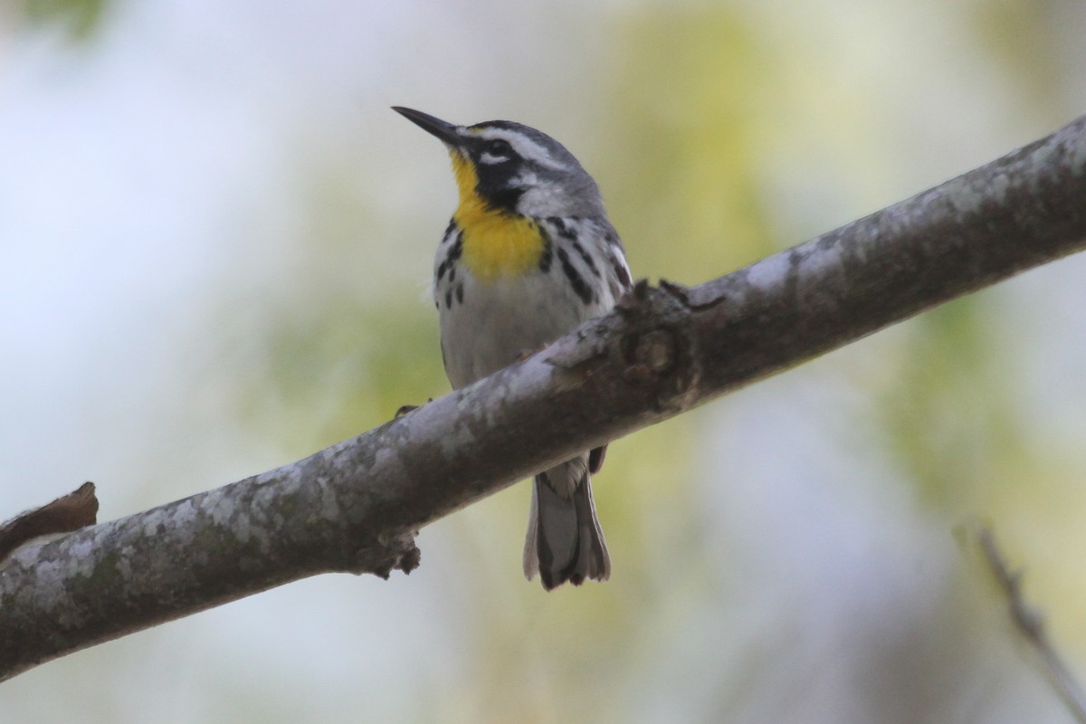Yellow-throated Warbler - ML633997856