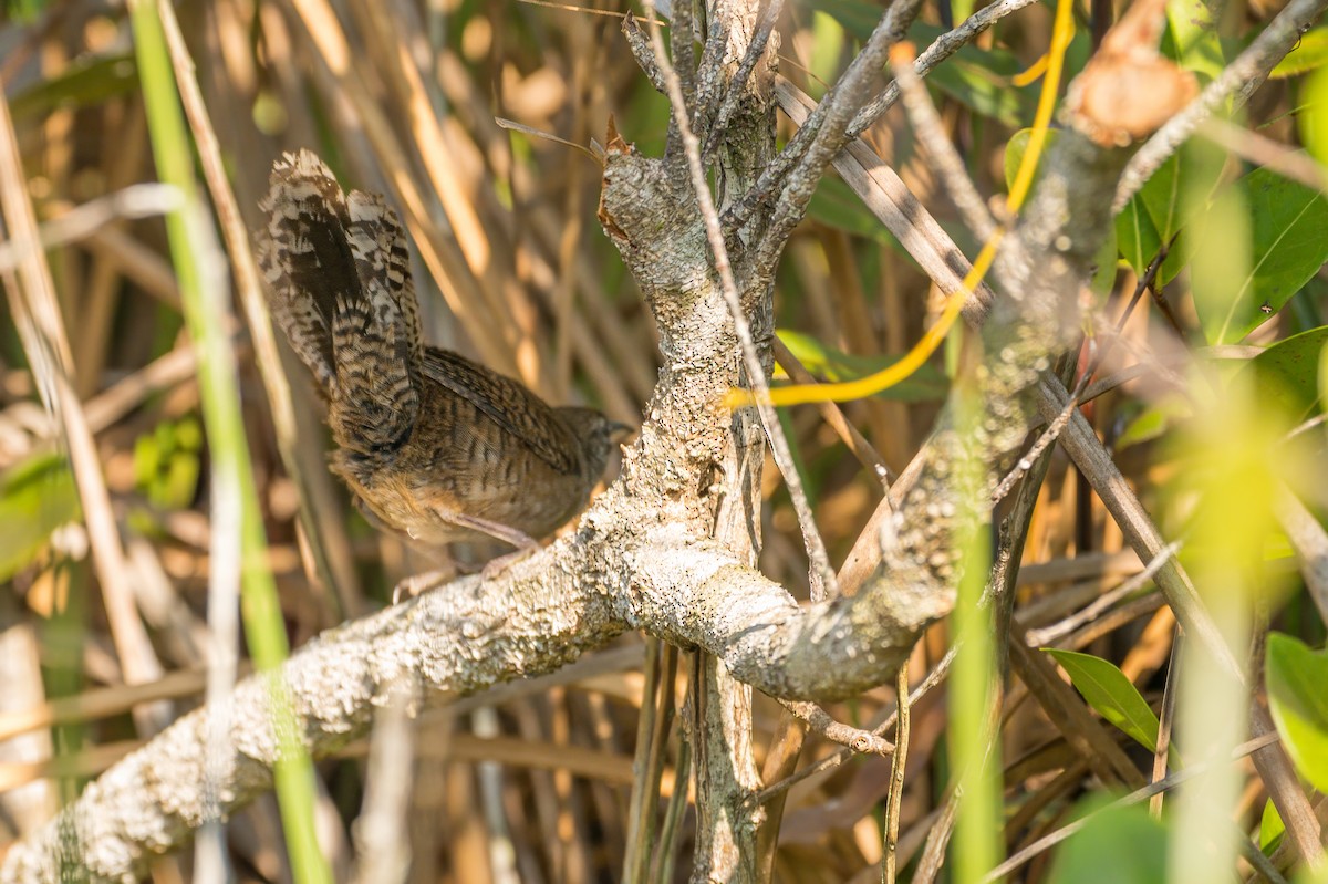 Zapata Wren - ML633997862