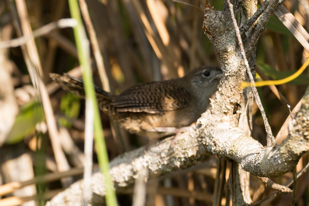 Zapata Wren - ML633997893