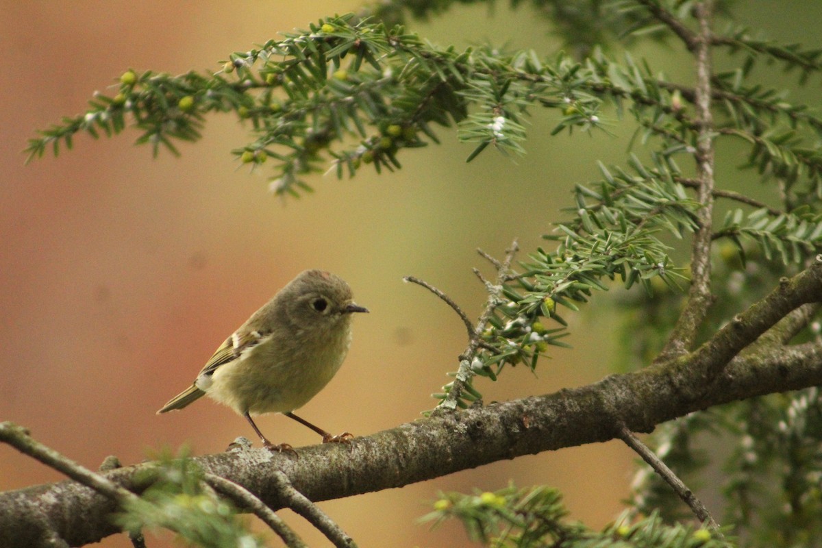 Ruby-crowned Kinglet - ML633997956