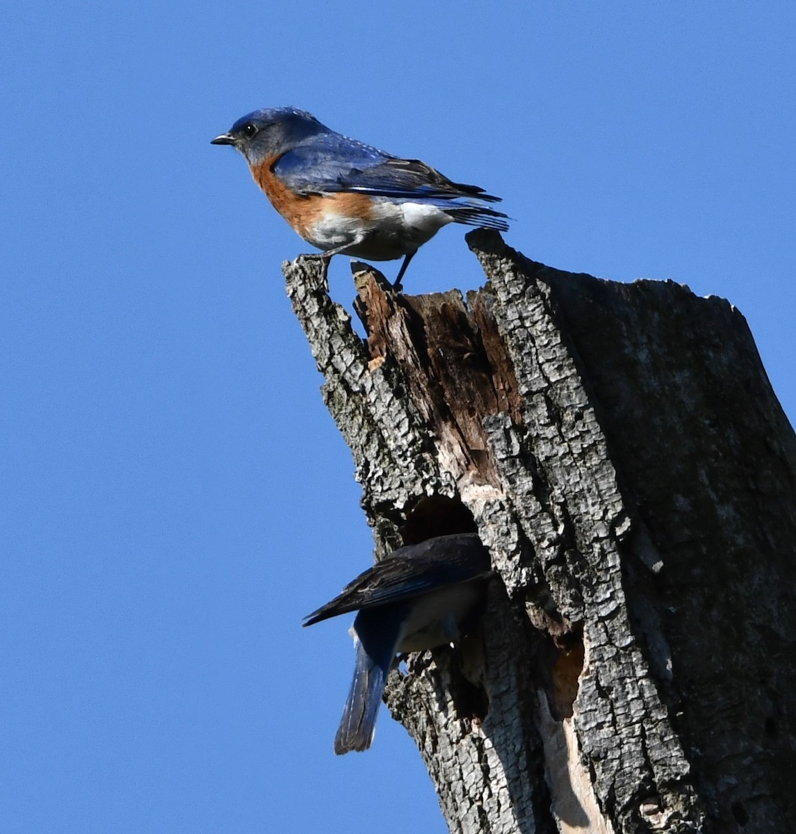 Eastern Bluebird - ML633998011