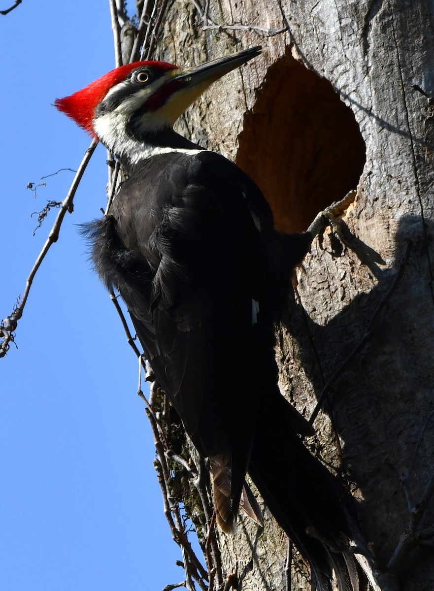 Pileated Woodpecker - ML633998074