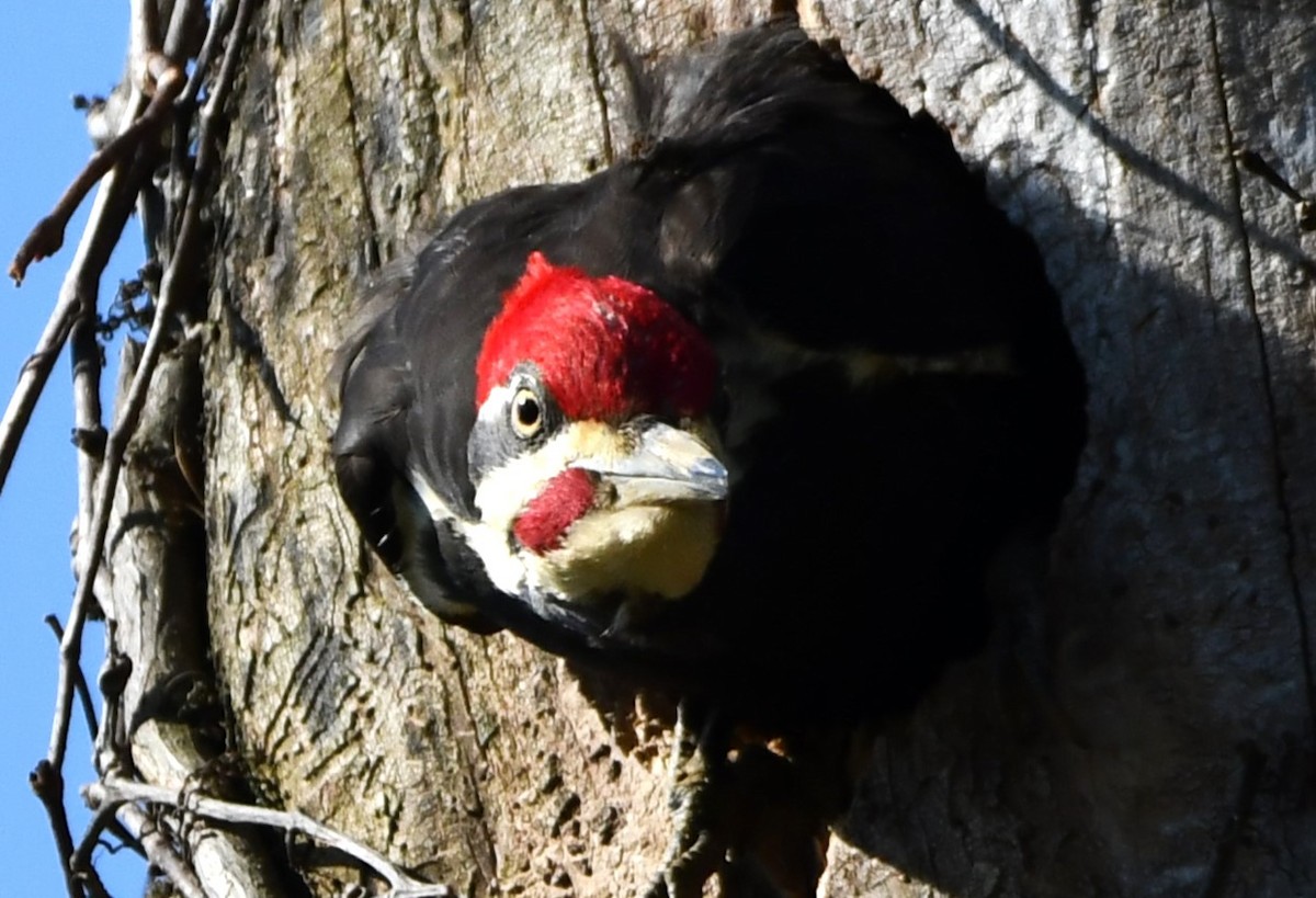 Pileated Woodpecker - ML633998082